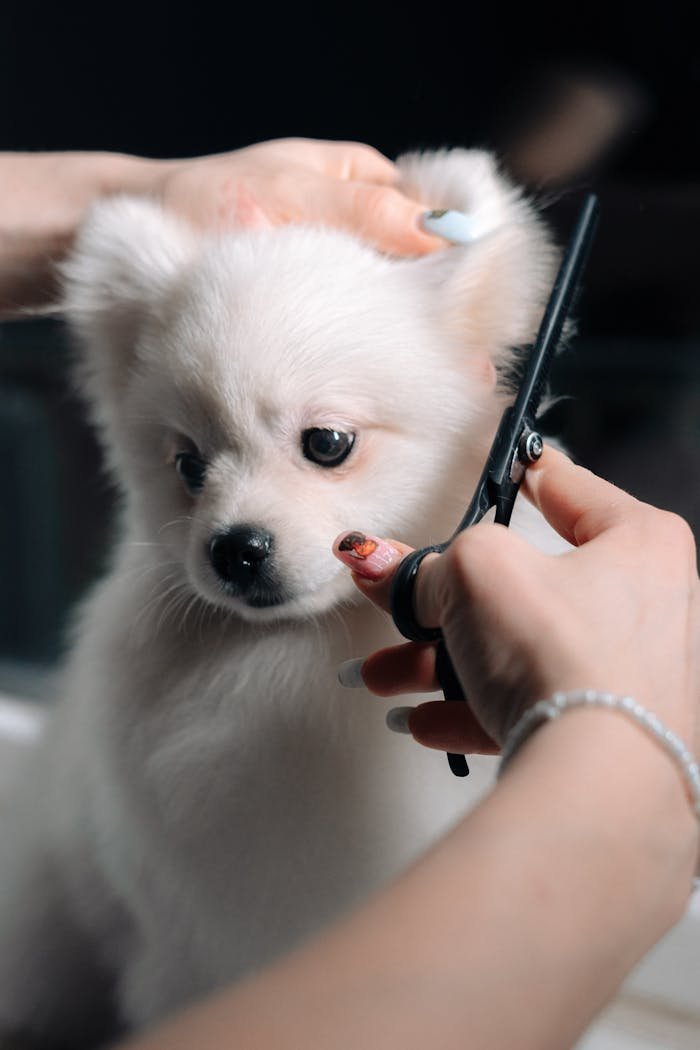 services-03 Adorable white puppy gets a haircut during a grooming session. Perfect pet salon image.