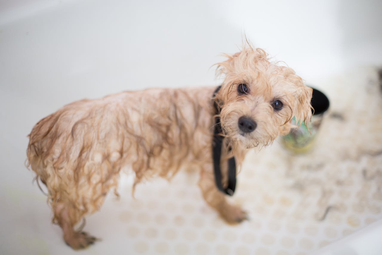 about-01 Cute wet puppy in bathtub looking up during bath time. Perfect pet grooming scene.