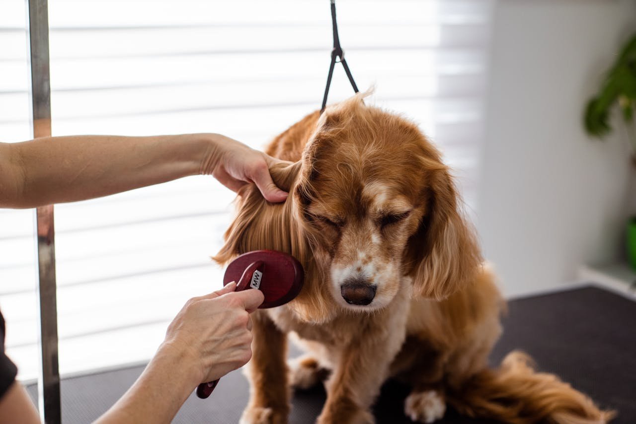 services-02 A close-up of a Cocker Spaniel receiving grooming care indoors.