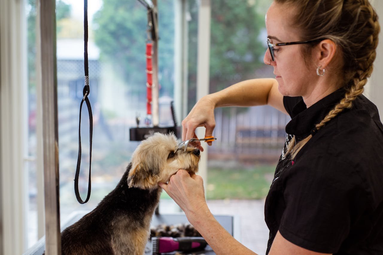 hero-contact A dog groomer expertly trimming a dog's fur in a bright grooming salon.