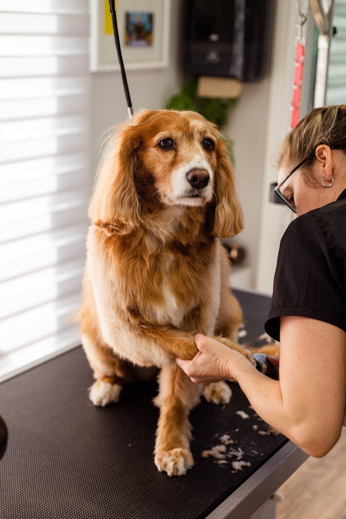 about-02 A woman grooms a dog, trimming its nails in a professional pet salon setting.