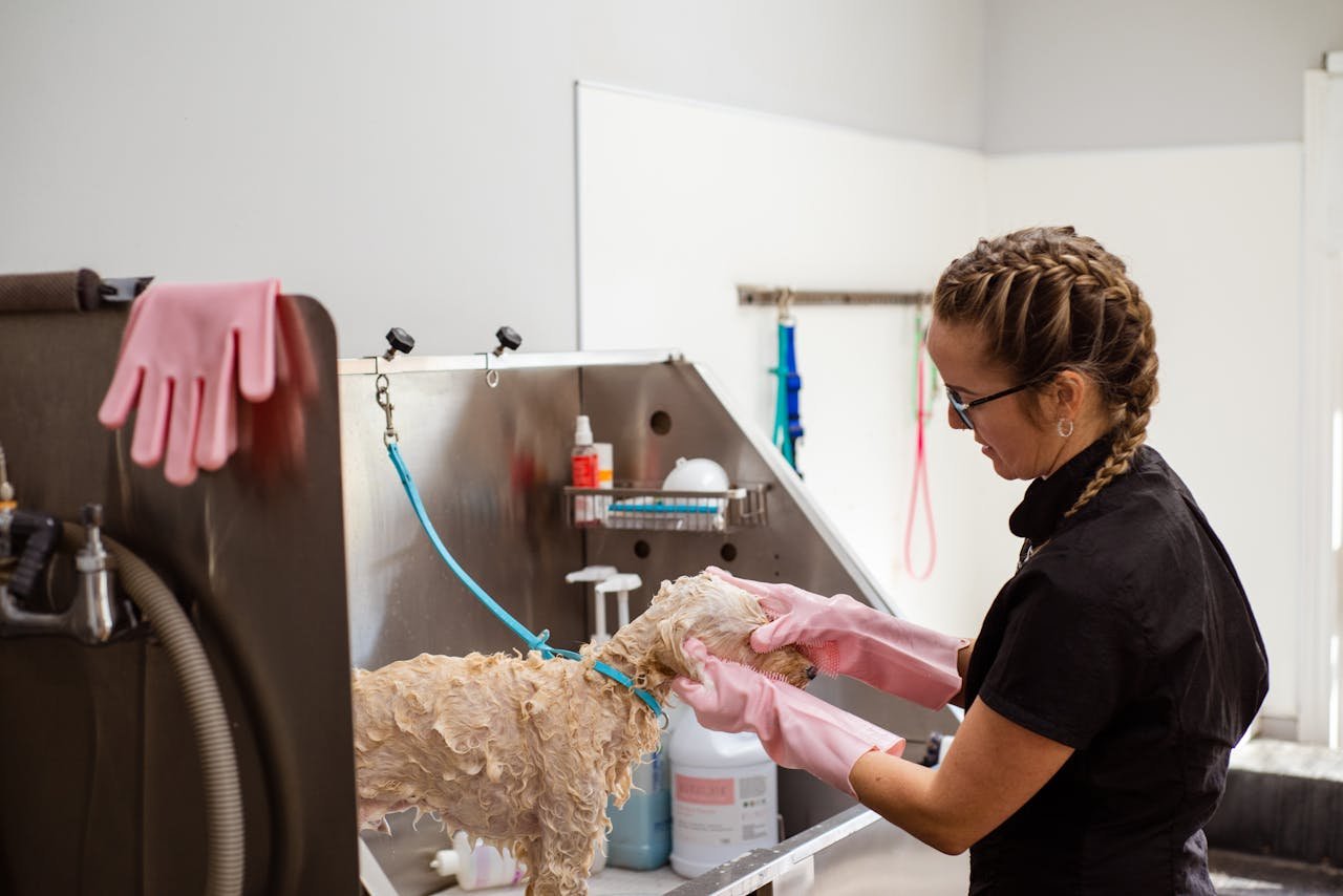 impact-img Professional groomer washing a curly-haired dog at a grooming salon with care.