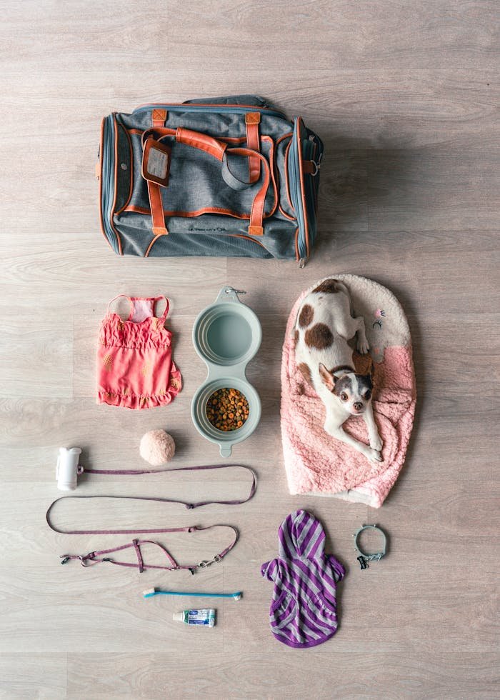 hero-services Flat lay of Chihuahua travel essentials, including bag, food, and accessories.