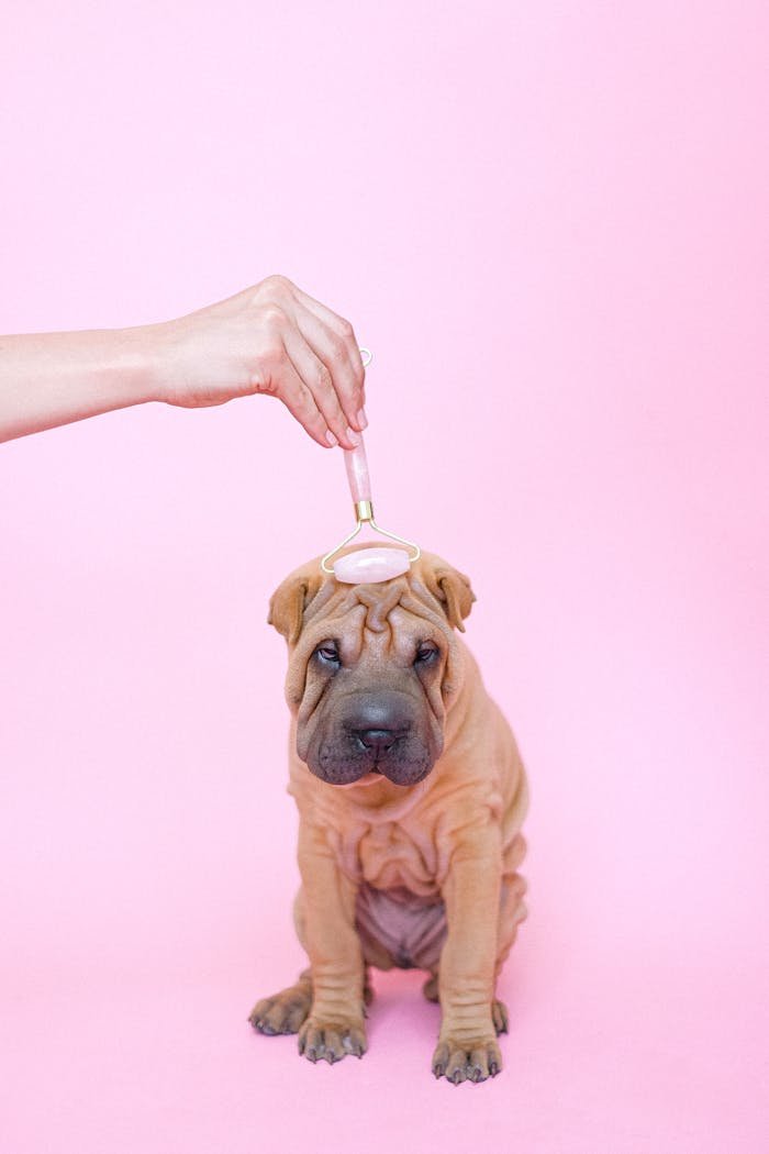 Crafting Captivating Headlines: Your awesome post title goes here Adorable Shar Pei puppy being pampered with a facial roller against a pink backdrop.