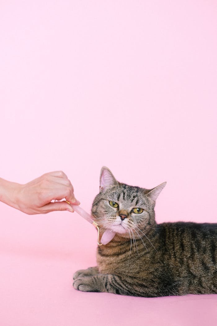 The Art of Drawing Readers In: Your attractive post title goes here Cute tabby cat enjoys a gentle massage against a soft pink background, adding an element of pampering and relaxation.