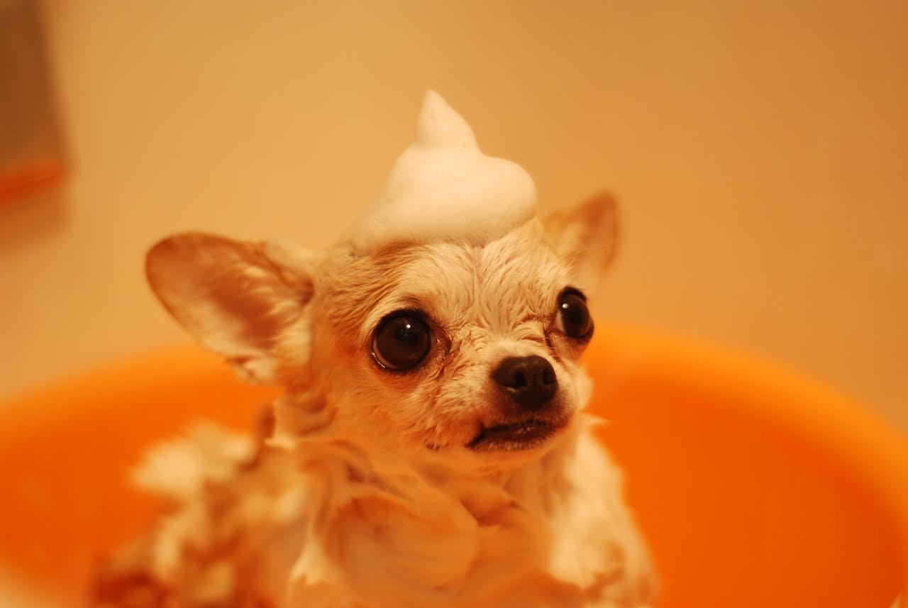 Mastering the First Impression: Your intriguing post title goes here Cute chihuahua dog enjoys bath with playful foam hat in orange tub.