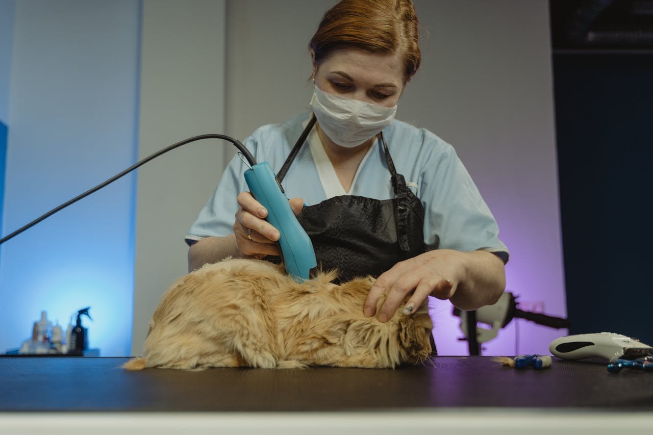 services-01 A professional groomer tending to a fluffy cat in an indoor studio setting.
