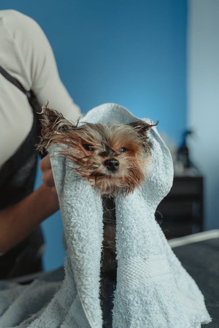 hero-about A cute wet puppy wrapped in a towel during drying routine indoors.