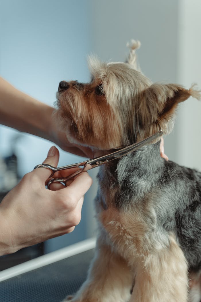 approach-img Close-up of a Yorkshire Terrier being trimmed by a groomer with scissors, highlighting meticulous care.